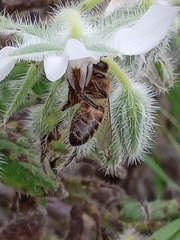 Apis mellifera