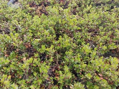 Arctostaphylos franciscana