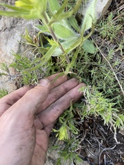Castilleja glandulifera