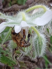 Apis mellifera