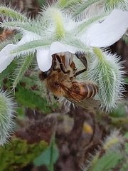 Apis mellifera