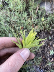 Castilleja glandulifera