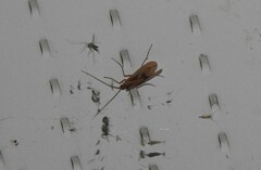 Platycentropus radiatus