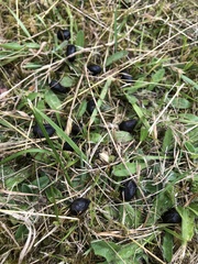 Oryctolagus cuniculus cuniculus