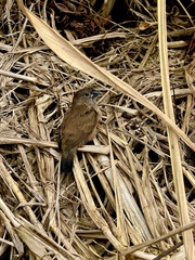 Spermestes cucullata