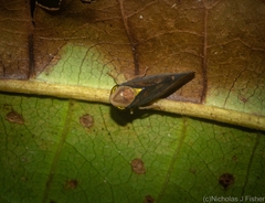 Eutartessus gressitti