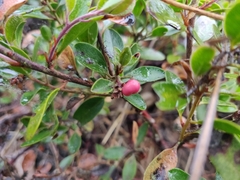Arctostaphylos franciscana