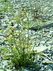 Lithosciadium multicaule