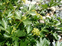 Lithosciadium multicaule
