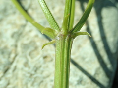 Lithosciadium multicaule