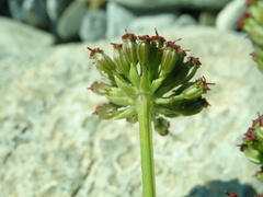 Lithosciadium multicaule