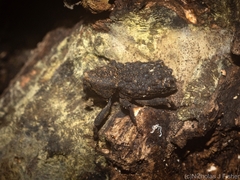 Poropterus variabilis