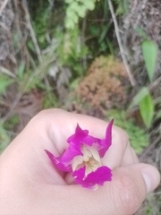 Bletia macristhmochila