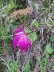 Bletia macristhmochila