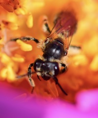 Andrena thaspii