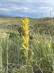 Castilleja flava