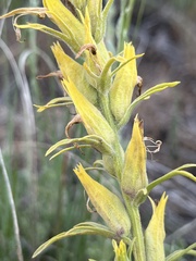 Castilleja flava