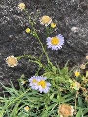 Aster oldhamii