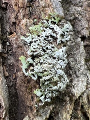 Physconia subpallida