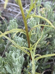 Castilleja flava