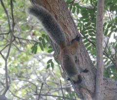 Sciurus stramineus
