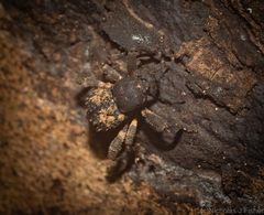 Methidrysis afflicta