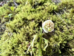 Pyrola morrisonensis