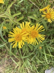 Pentanema salicinum