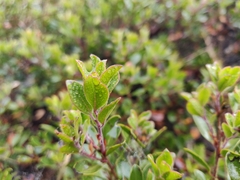 Arctostaphylos franciscana
