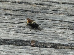 Laphria flava