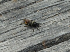Laphria flava
