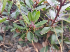 Arctostaphylos franciscana