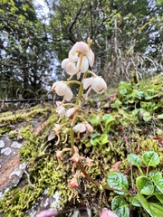 Pyrola morrisonensis