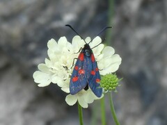 Zygaena angelicae
