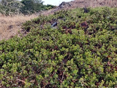Arctostaphylos franciscana