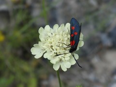 Zygaena angelicae