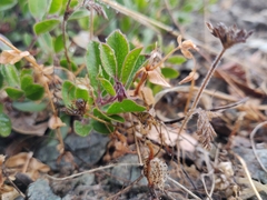 Arctostaphylos franciscana