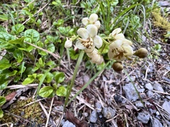 Pyrola morrisonensis