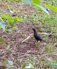 Turdus merula