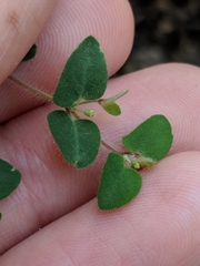 Euphorbia villifera