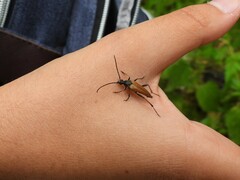 Pedostrangalia pubescens