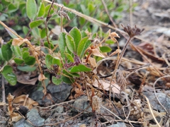 Arctostaphylos franciscana