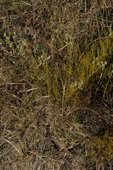 Gnidia nodiflora
