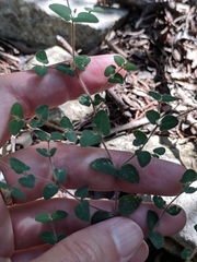 Euphorbia villifera