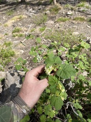 Ribes viscosissimum