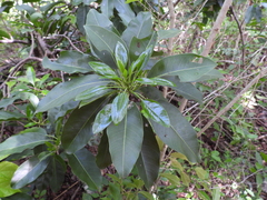 Sideroxylon foetidissimum