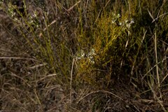Gnidia nodiflora