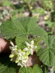 Ribes viscosissimum