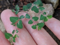 Euphorbia villifera