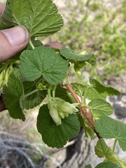 Ribes viscosissimum
